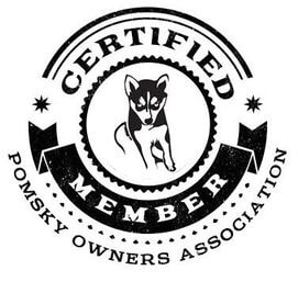 Certified member of Pomsky Owners Association