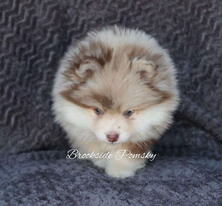 Brookside Pomsky Puppies for Sale