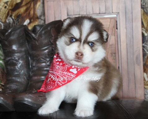 Brookside Pomsky puppy brown and white
