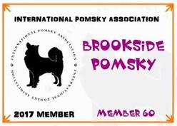 Inernational Pomsky Association Brookside Pomksy
