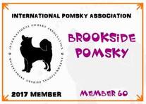 International Pomsky Association Brookside Pomsky